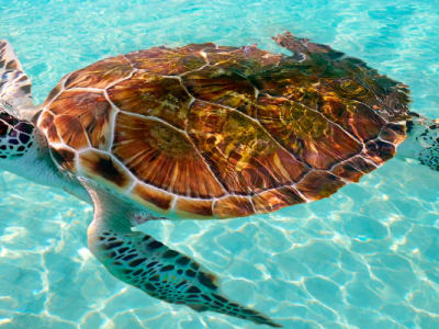 Développement durable