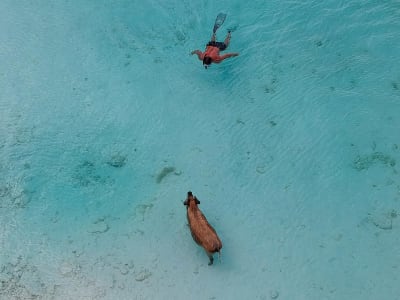 Snorkler meeting the swimming pigs in the Exumas