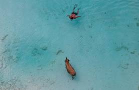 Snorkler meeting the swimming pigs in the Exumas
